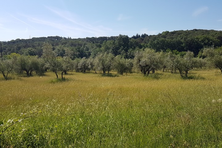 Chianti green countryside