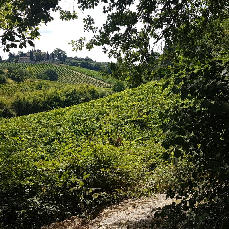 vineyards and a house in the back