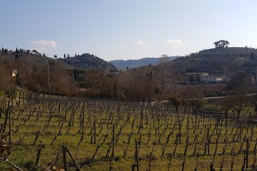 Villa Demidoff vineyards