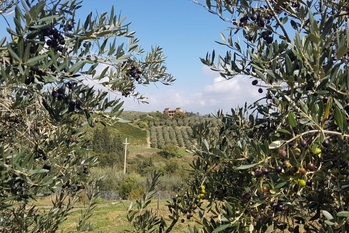 Florence Countryside, vineyards